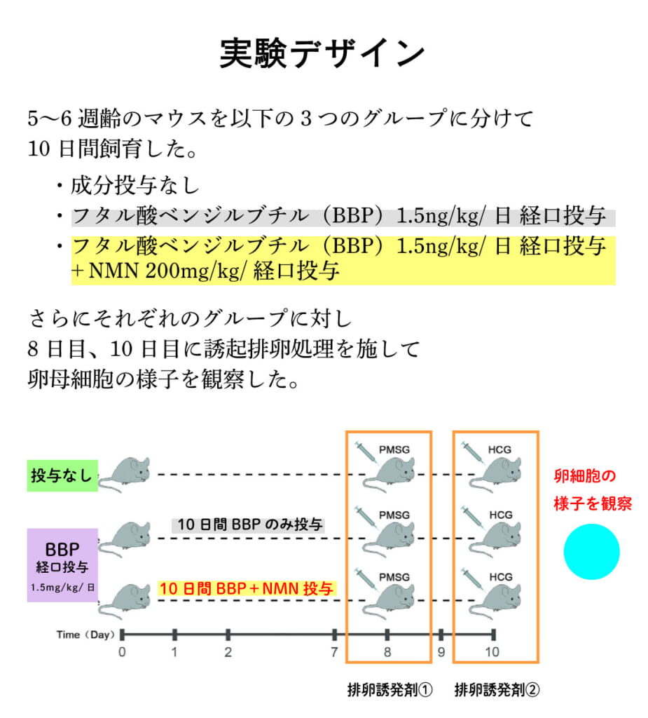 高位マグ細胞 ストア エノ psobb