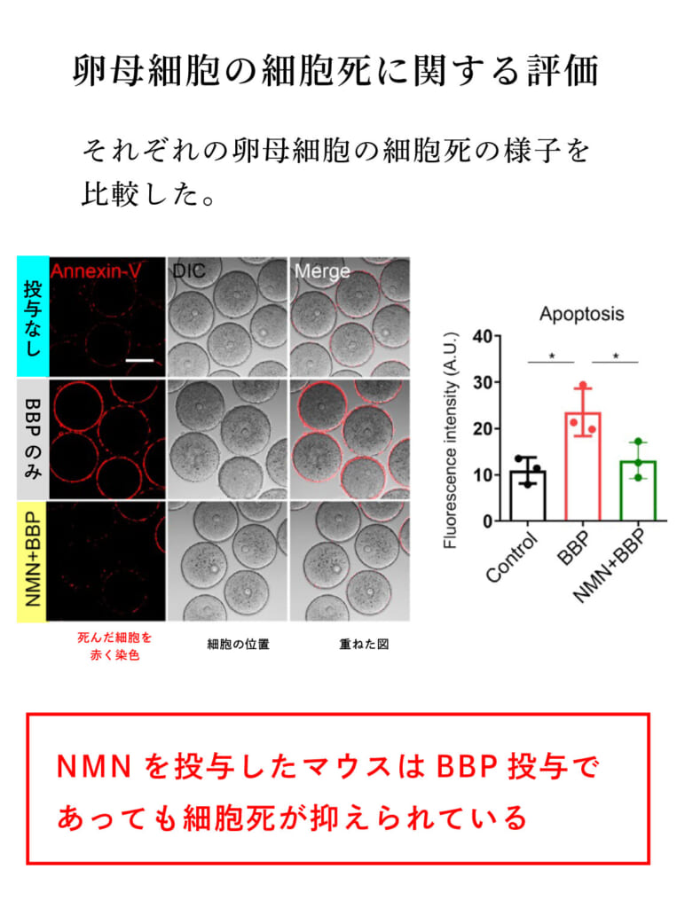 高位マグ細胞 ストア エノ psobb